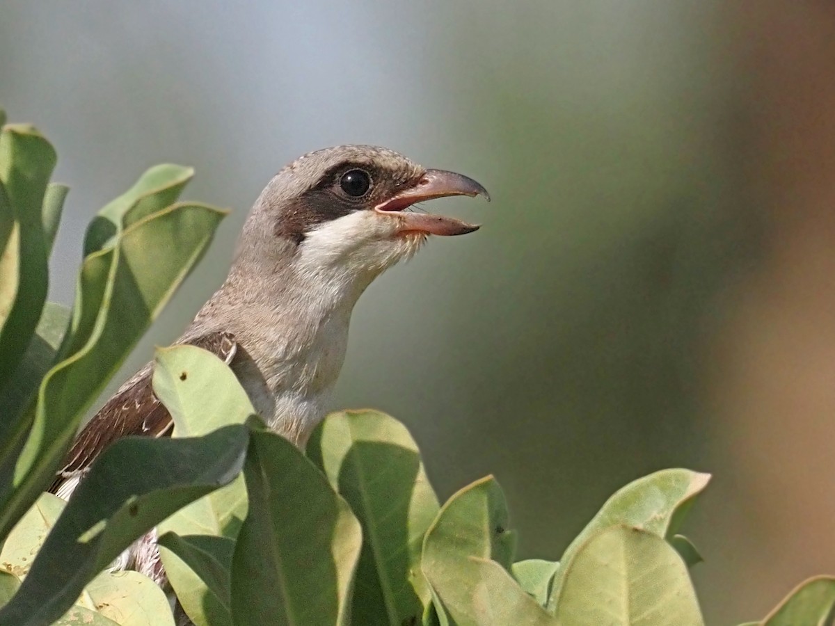 Lesser Gray Shrike - ML639752819