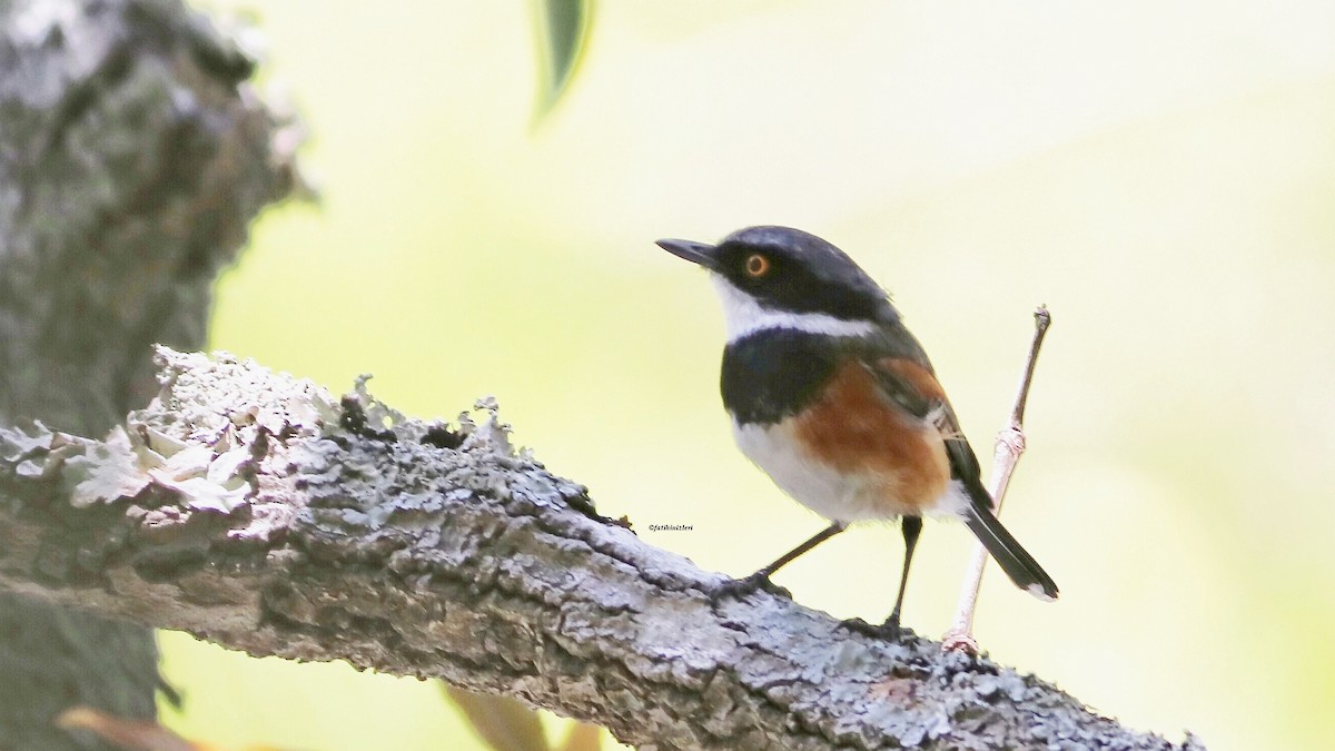 Cape Batis (Cape) - ML639752822