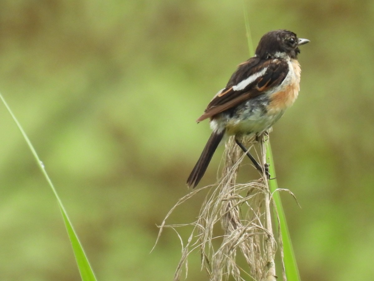 Amur Stonechat - ML639752834