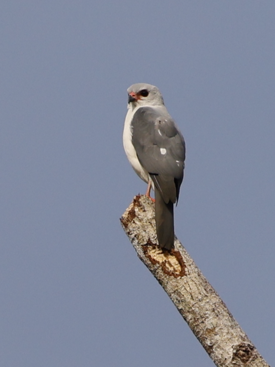Gray-headed Goshawk - ML639752907
