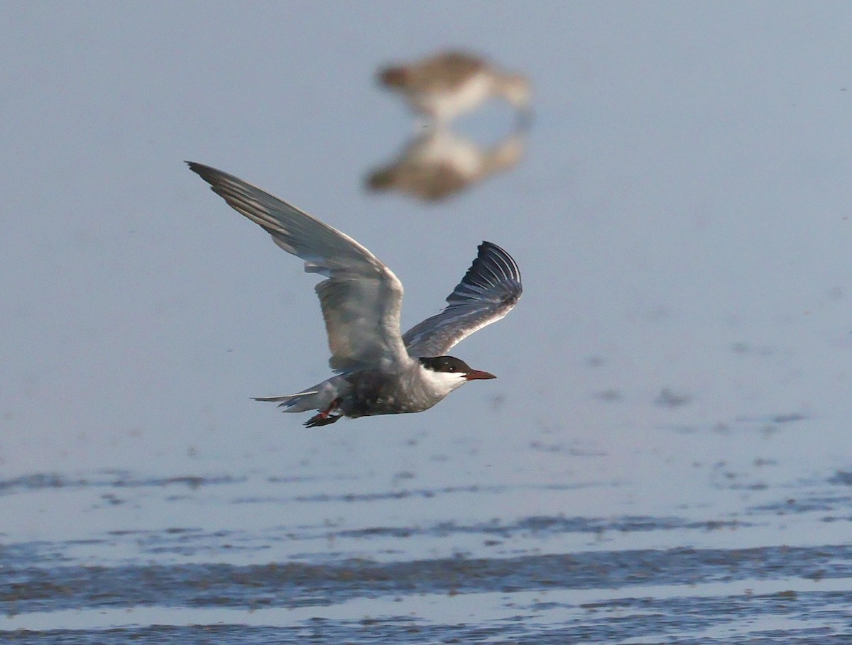 Whiskered Tern - ML639752930