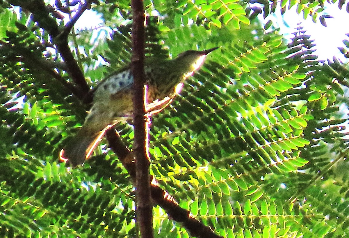 Spotted Honeyeater - ML639752944