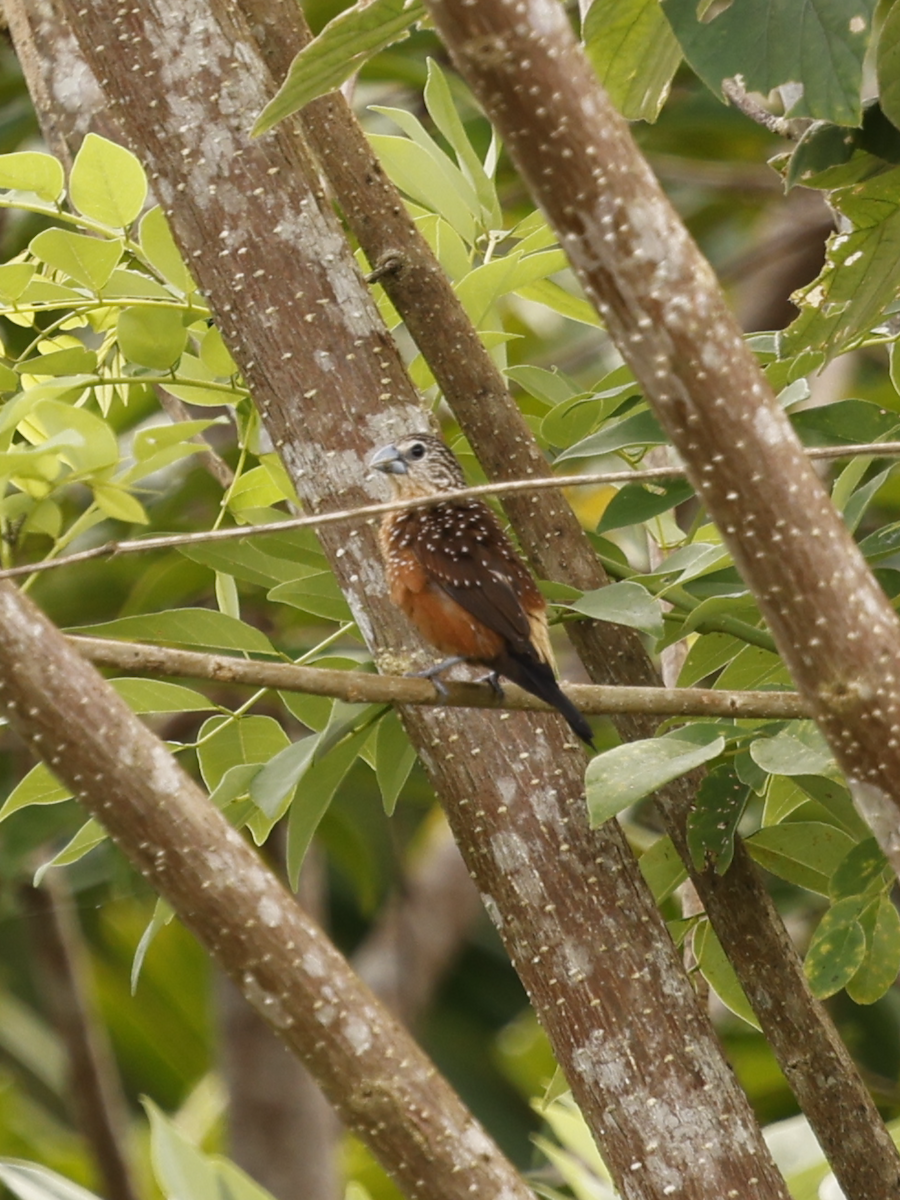 White-spotted Munia - ML639752965