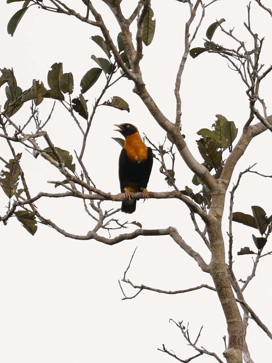 Golden Myna - ML639753027