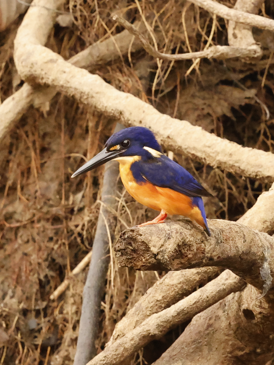 Azure Kingfisher - ML639753057