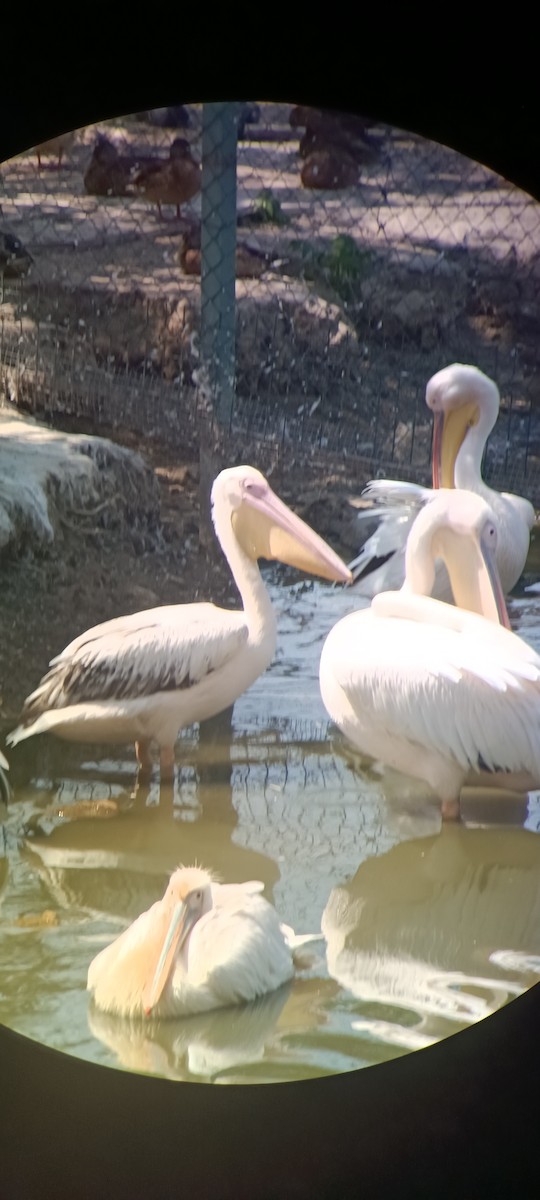 Great White Pelican - ML639753072