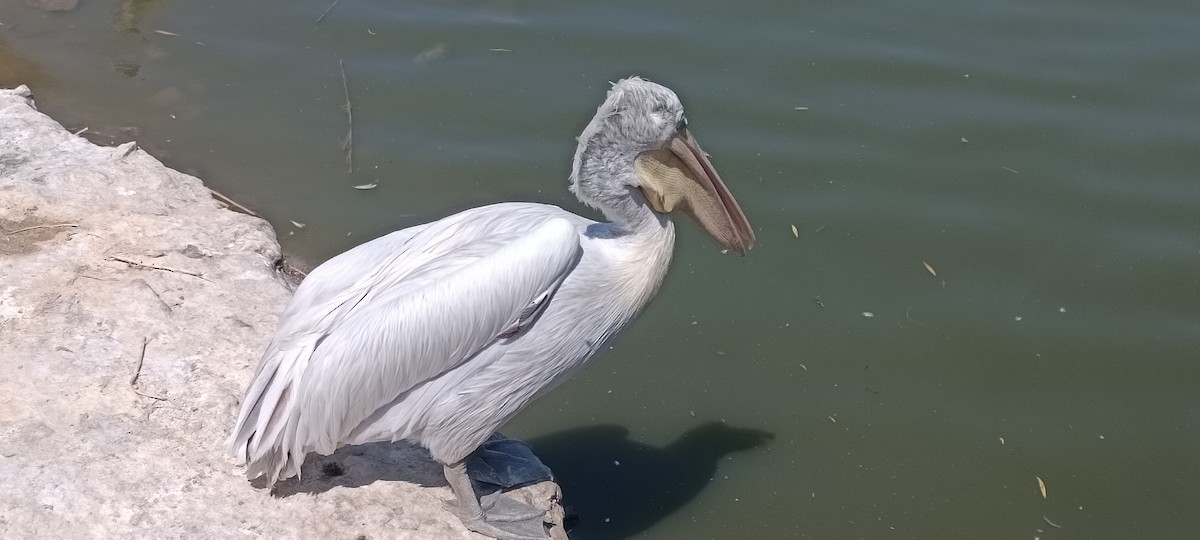 Dalmatian Pelican - ML639753082
