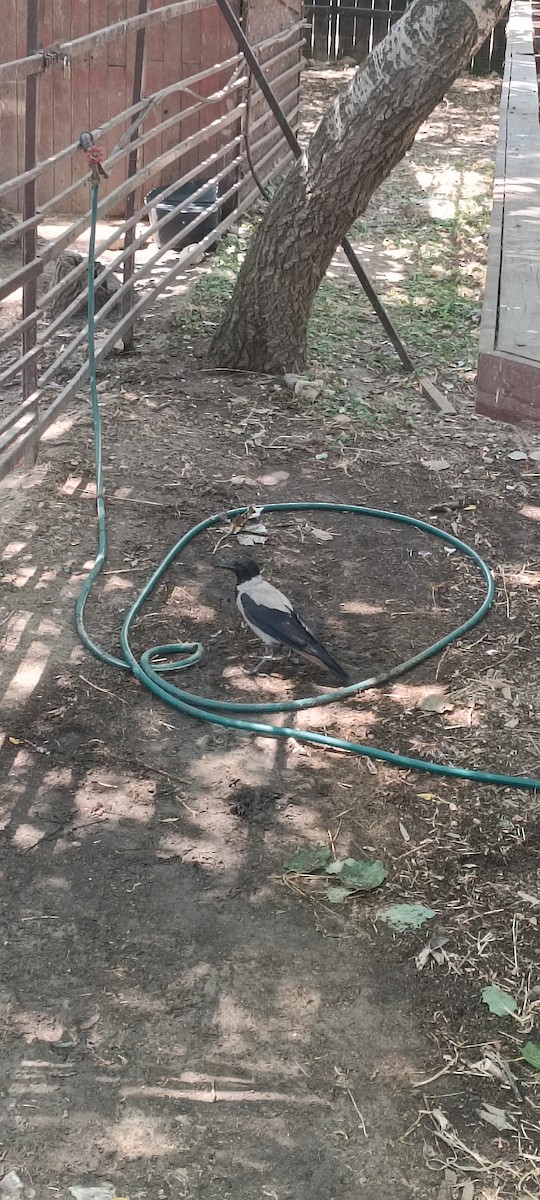 Hooded Crow - ML639753087