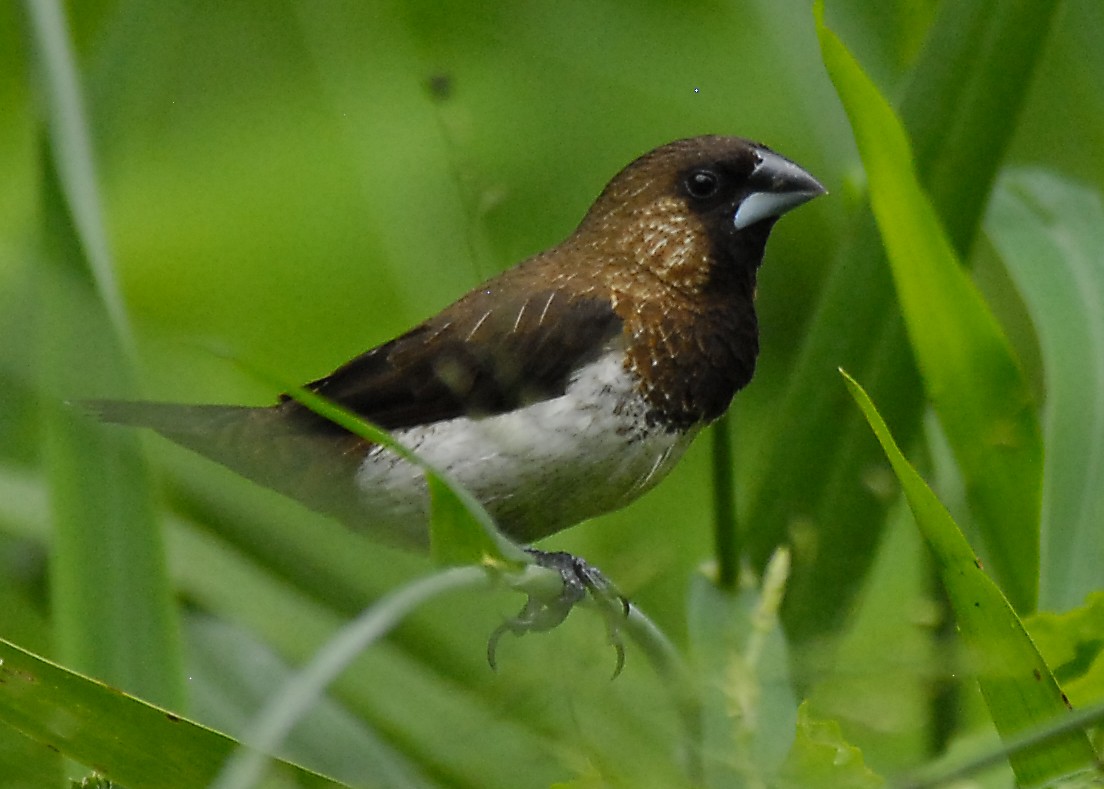 White-rumped Munia - ML639753096