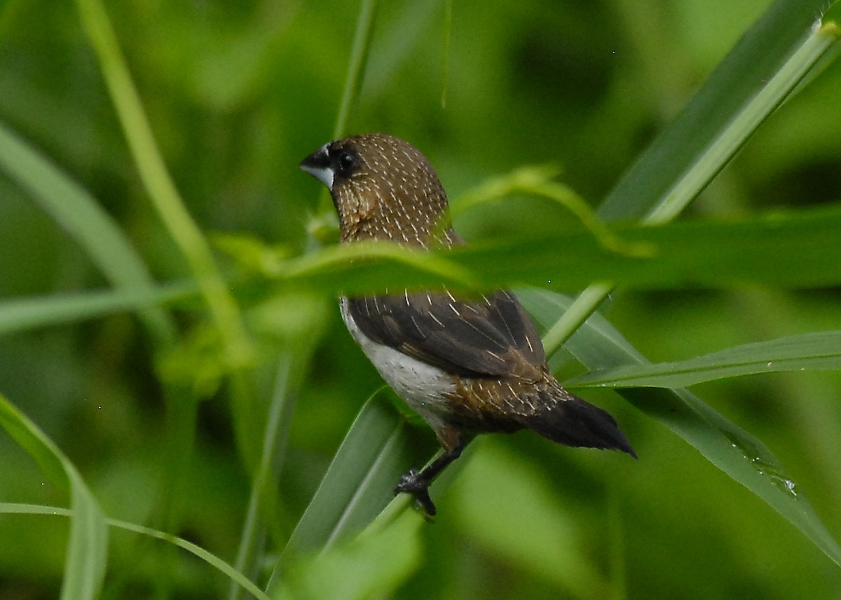 White-rumped Munia - ML639753097