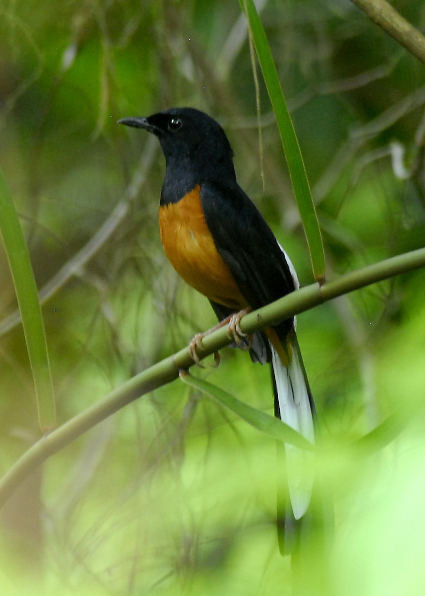 アカハラシキチョウ - ML639753120