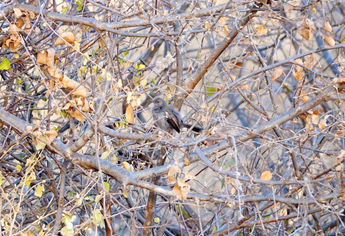 Gray Wren-Warbler - ML639753129