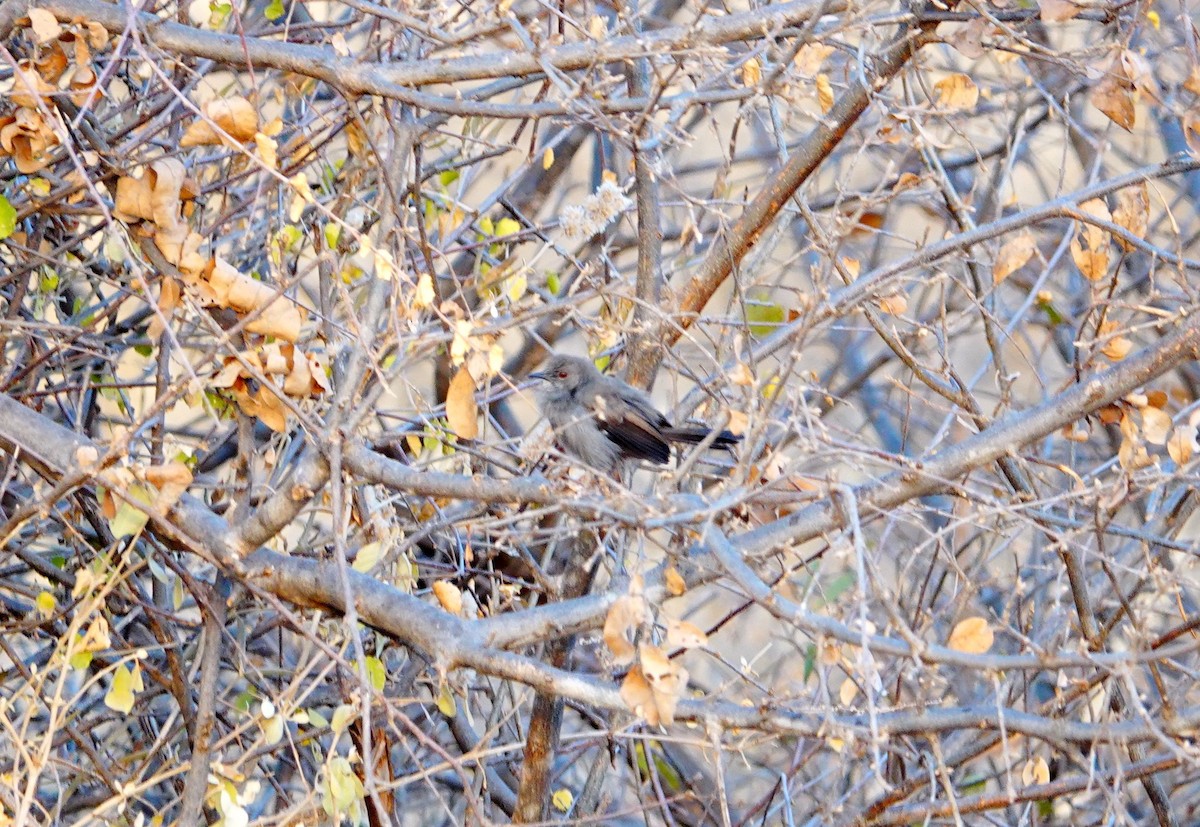 Gray Wren-Warbler - ML639753130