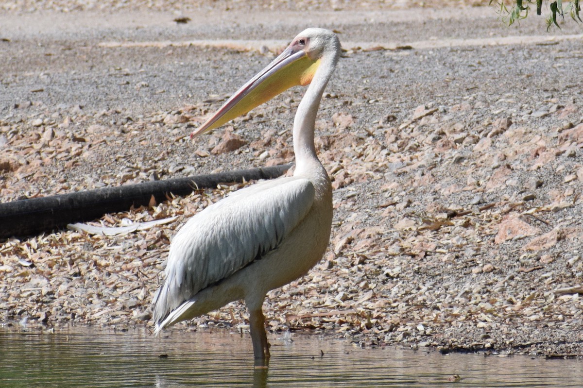 Great White Pelican - ML639753151