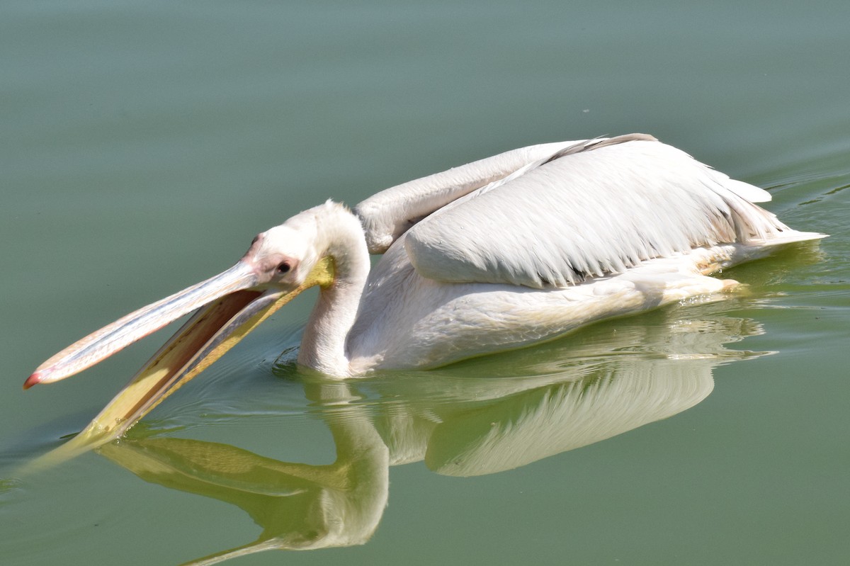 Great White Pelican - ML639753159