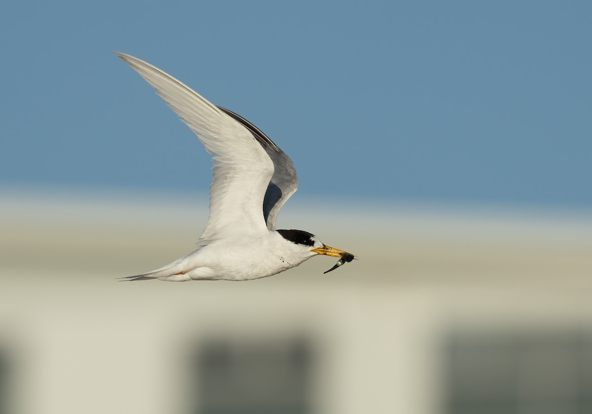 Australian Fairy Tern - ML639753161