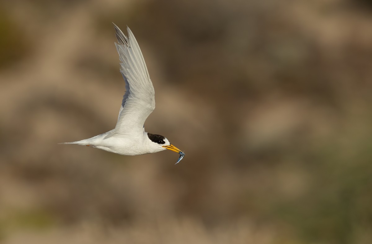 Australian Fairy Tern - ML639753163
