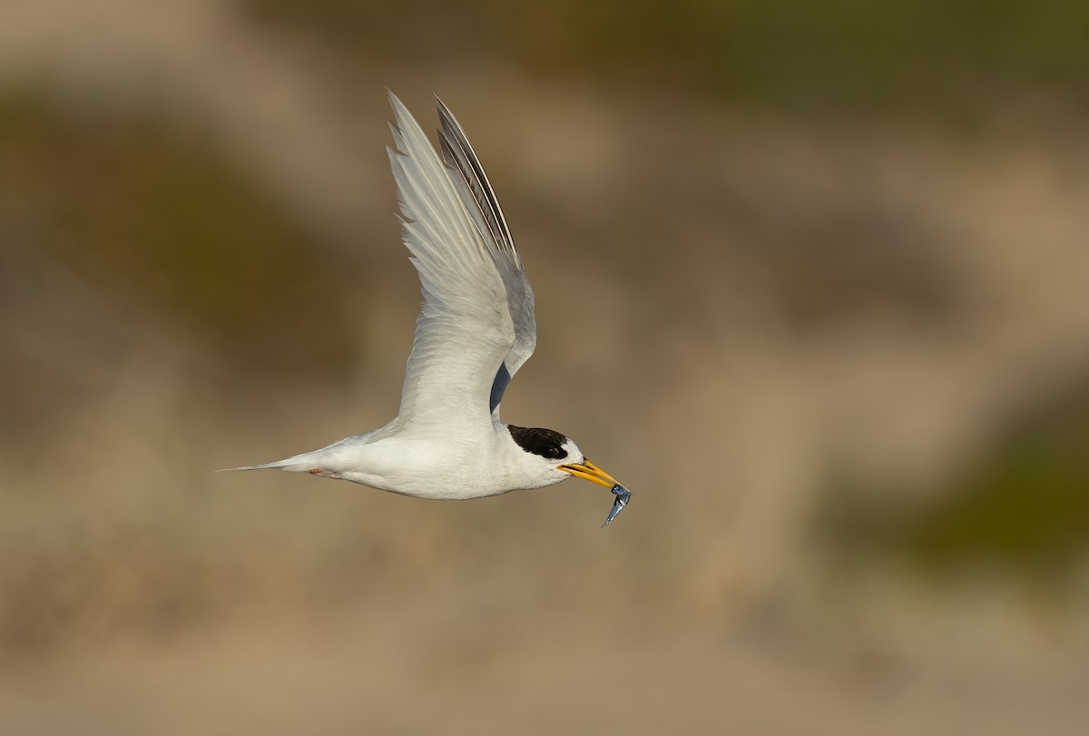 Australian Fairy Tern - ML639753164