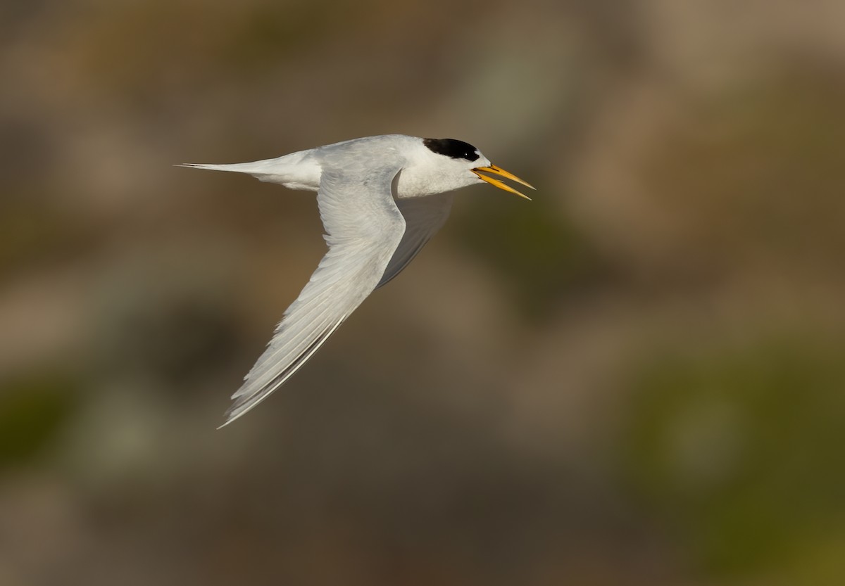 Australian Fairy Tern - ML639753165