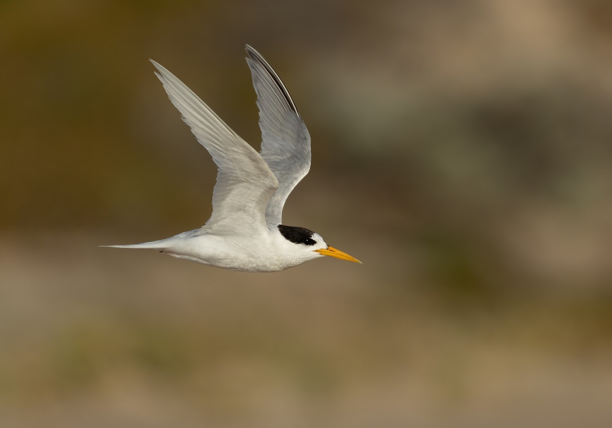 Australian Fairy Tern - ML639753167