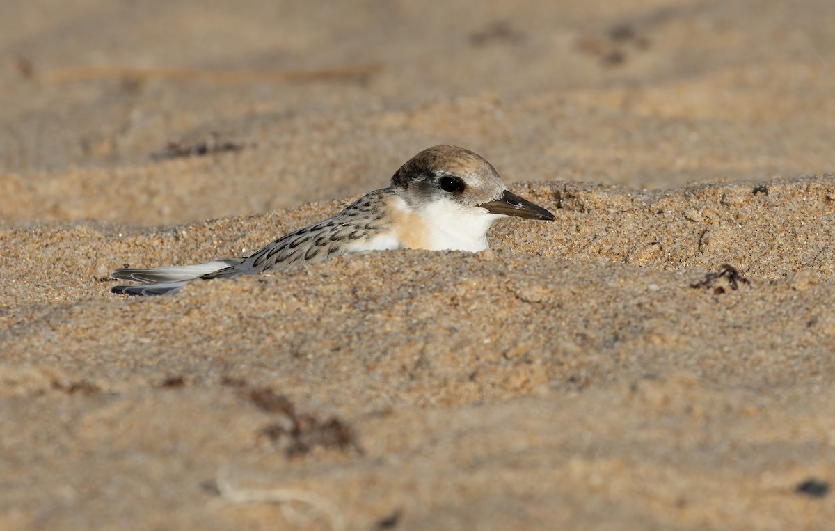 Australian Fairy Tern - ML639753168