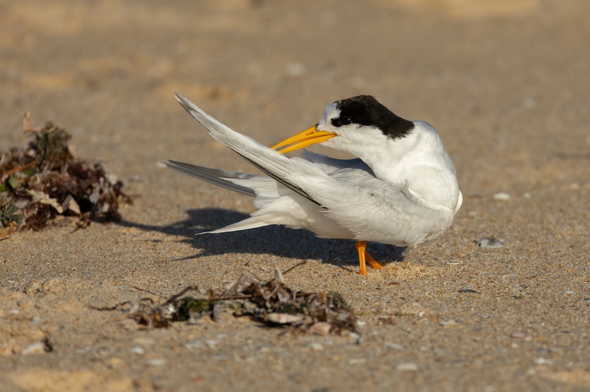 Australian Fairy Tern - ML639753169