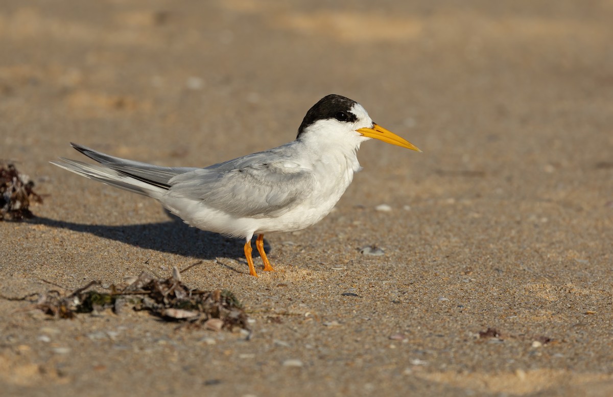 Australian Fairy Tern - ML639753170