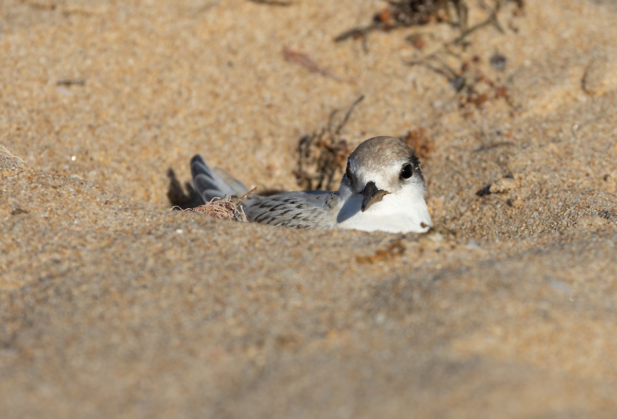 Australian Fairy Tern - ML639753171