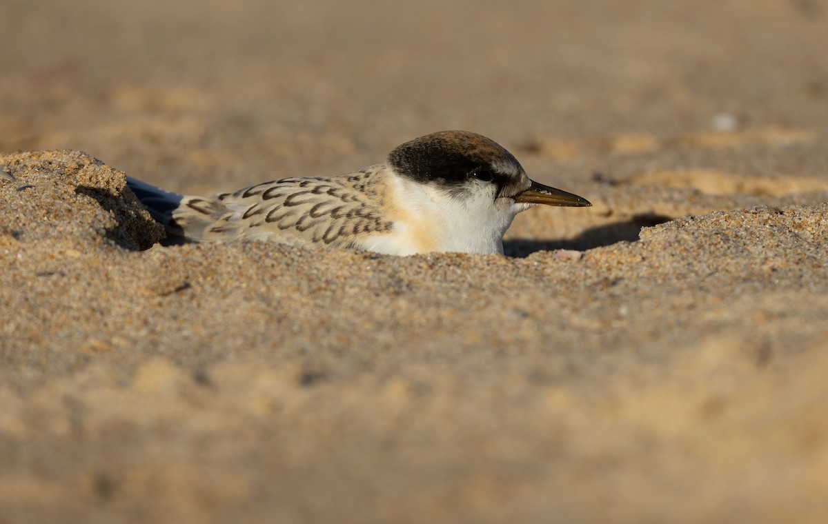 Australian Fairy Tern - ML639753172