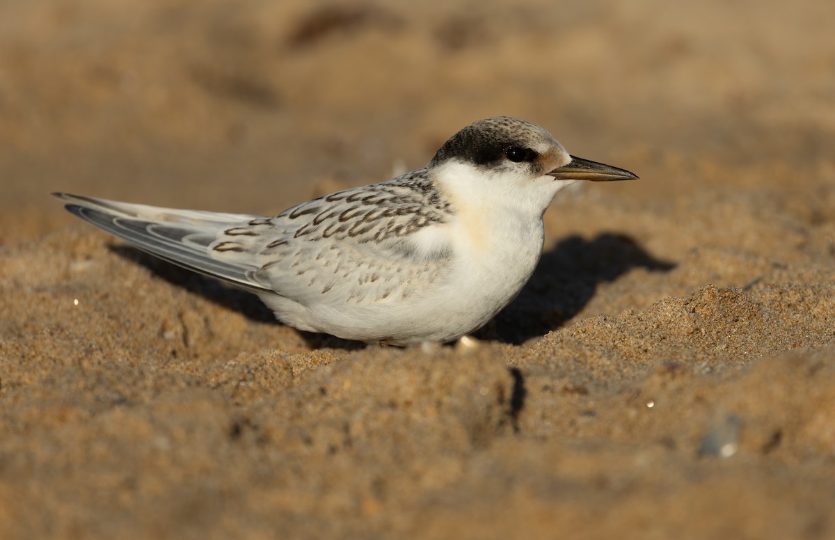 Australian Fairy Tern - ML639753173
