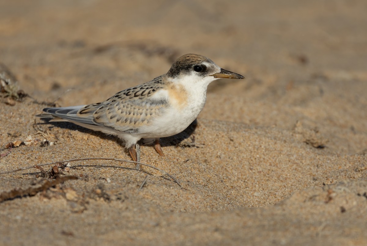 Australian Fairy Tern - ML639753174