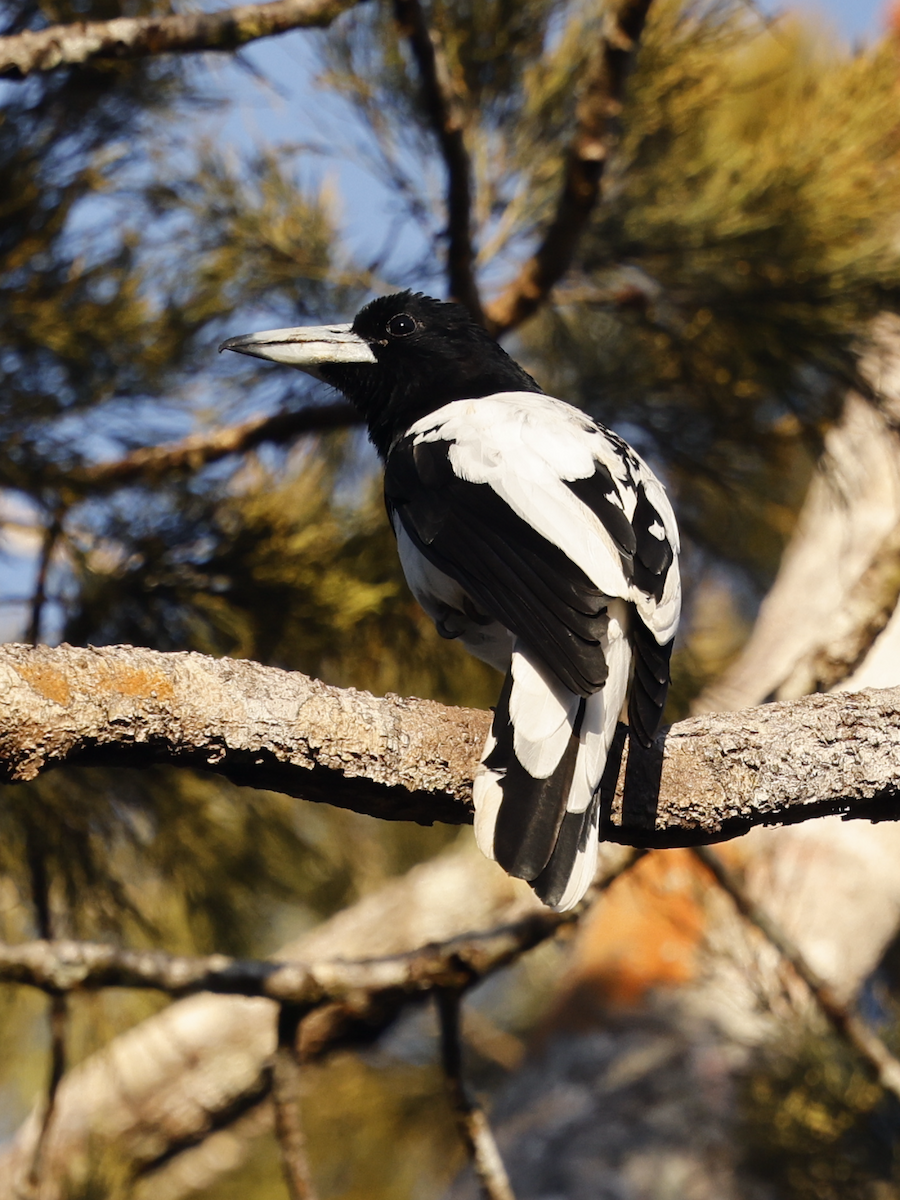 Hooded Butcherbird - ML639753176