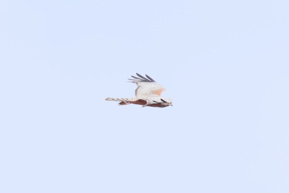 Spotted Harrier - ML639753178
