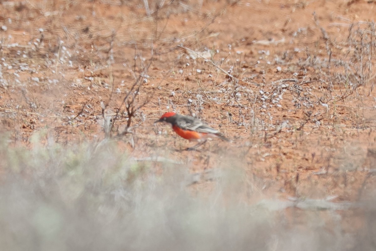 Crimson Chat - ML639753181