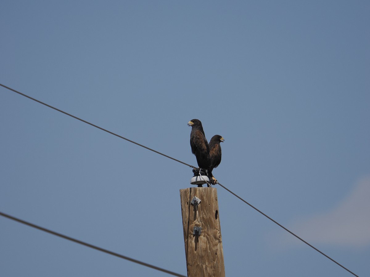 Harris's Hawk - ML639753182