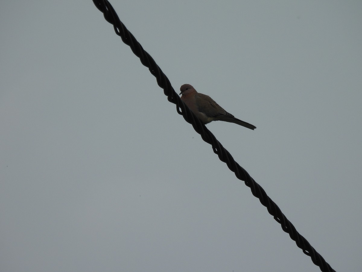 Laughing Dove - ML639753183