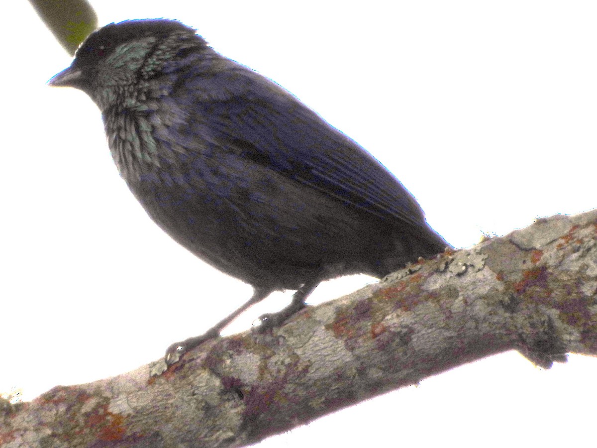 Black-capped Tanager - ML639753184