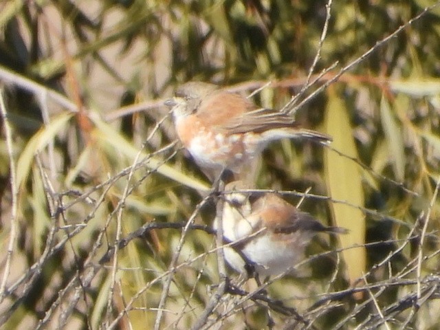 Banded Whiteface - ML639753186