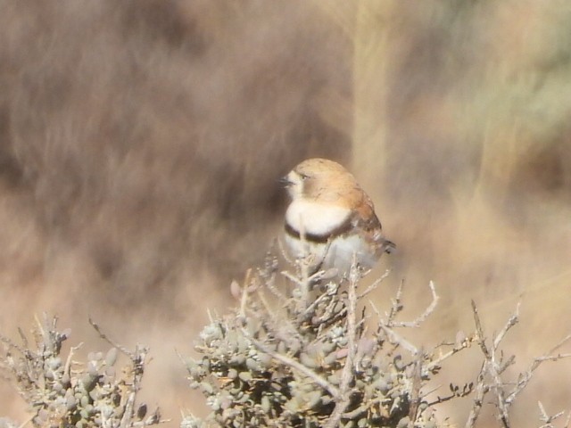 Banded Whiteface - ML639753187