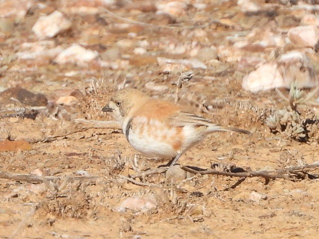 Banded Whiteface - ML639753188