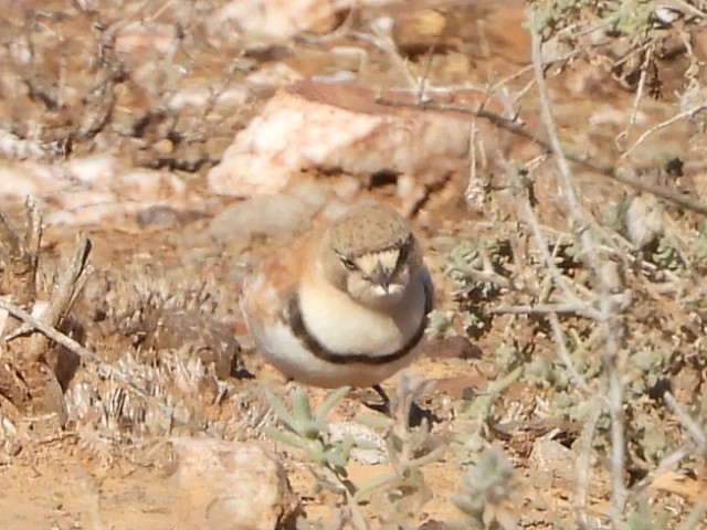 Banded Whiteface - ML639753189