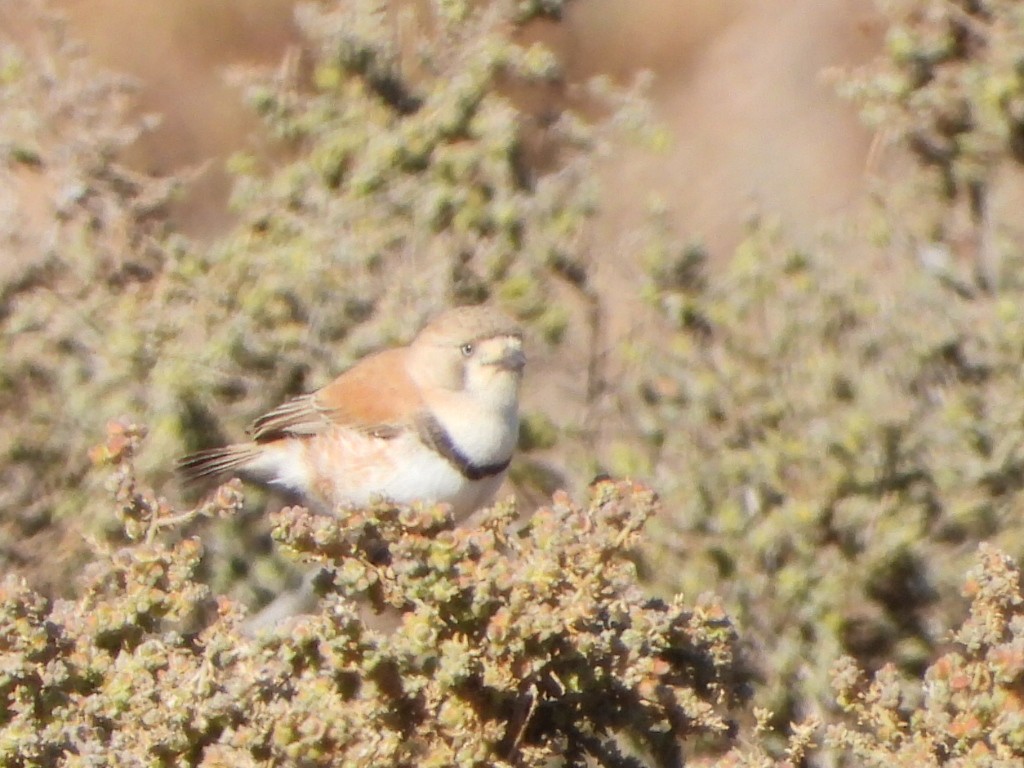 Banded Whiteface - ML639753190