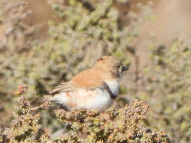Banded Whiteface - ML639753192