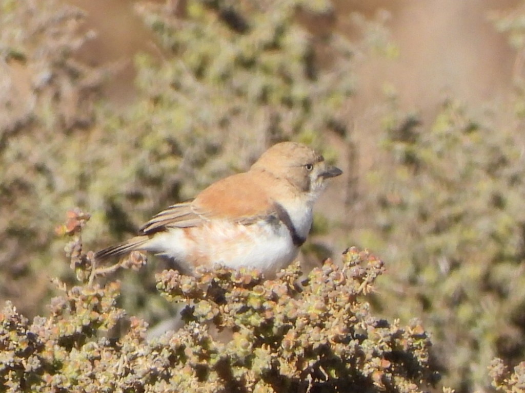 Banded Whiteface - ML639753193
