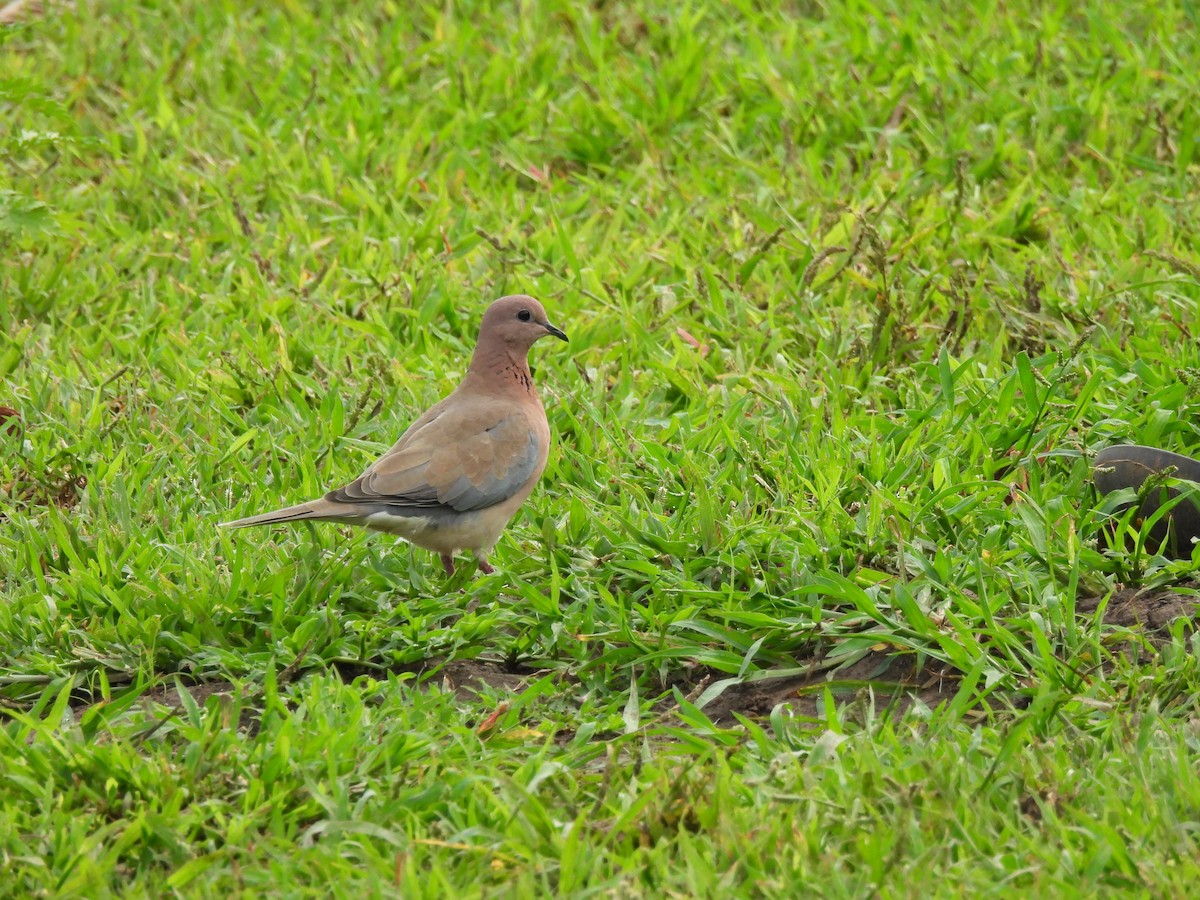 Laughing Dove - ML639753194