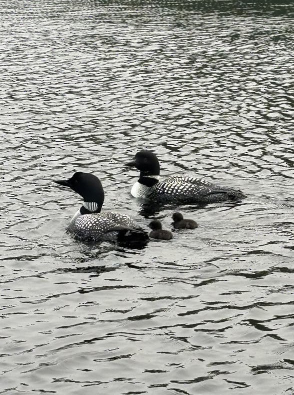 Common Loon - ML639753200