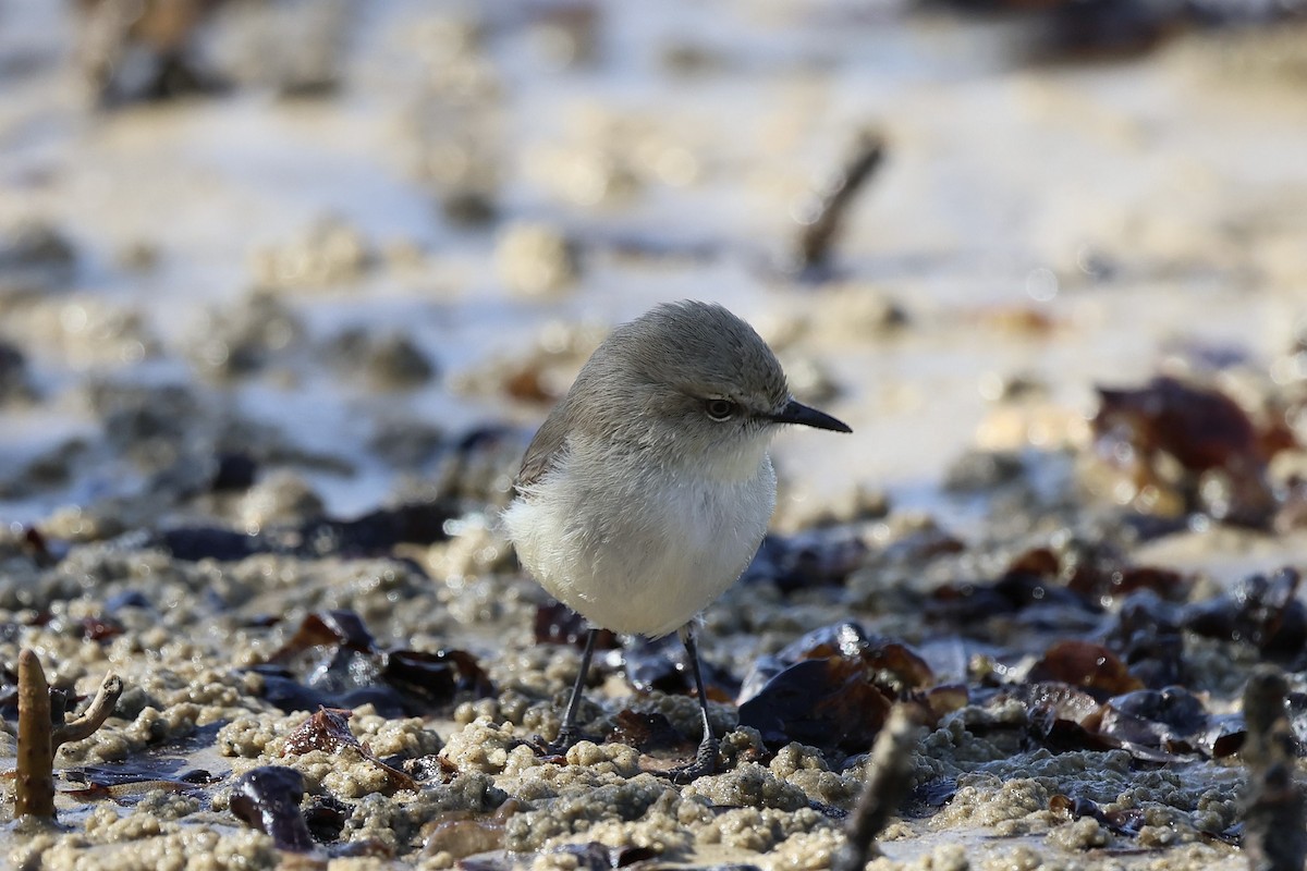 Dusky Gerygone - ML639753250