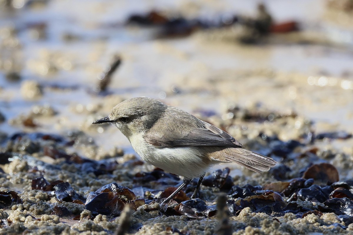 Dusky Gerygone - ML639753251