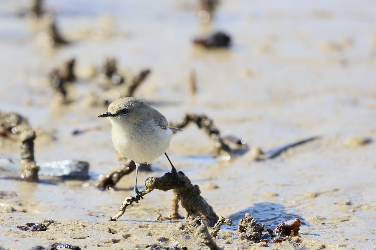 Dusky Gerygone - ML639753252