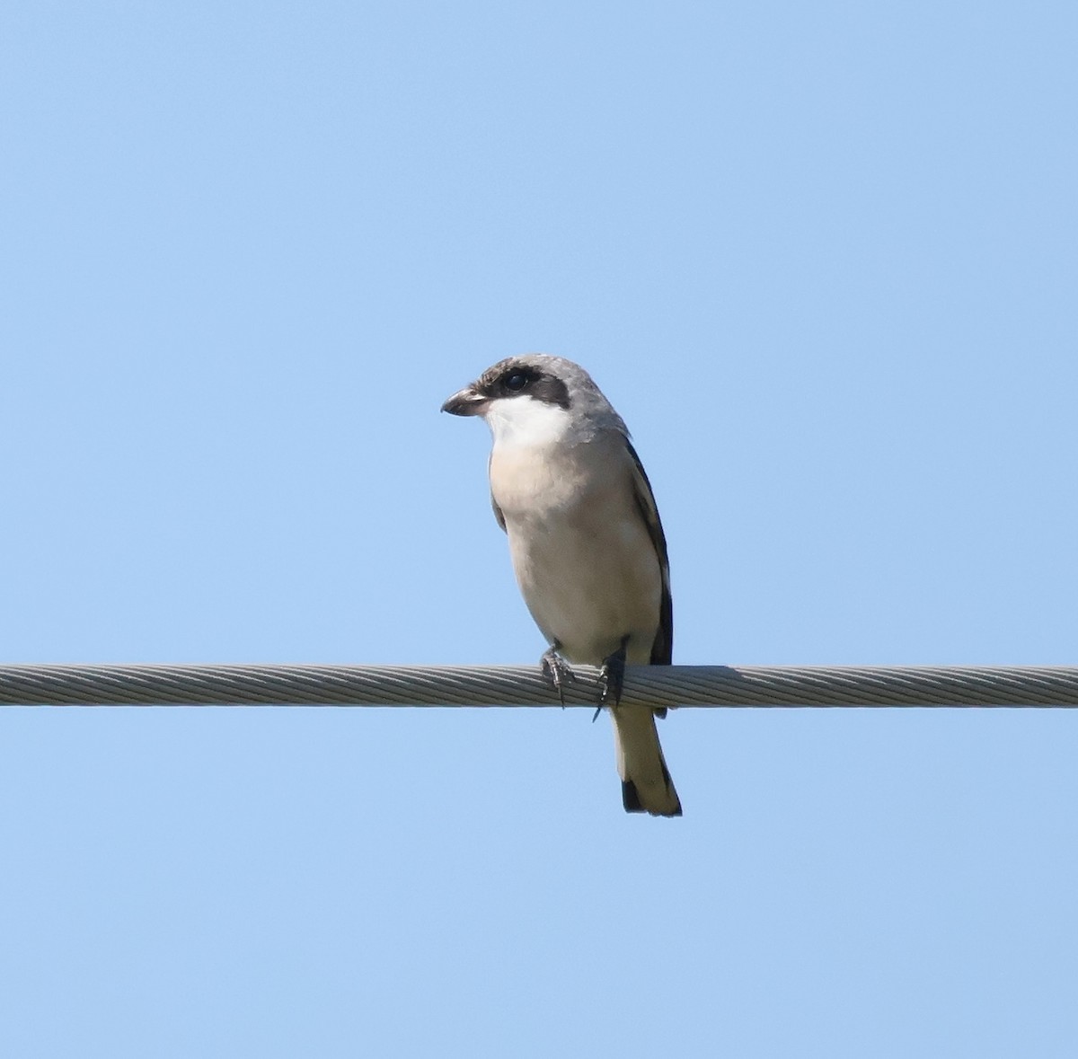 Lesser Gray Shrike - ML639753264